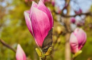 Purpur-Magnolie mit rosa Blüten
