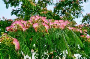 Seidenbaum mit rosa Blüten