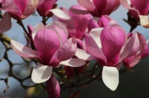 Tulpenmagnolie-Baum mit rosa Blüten