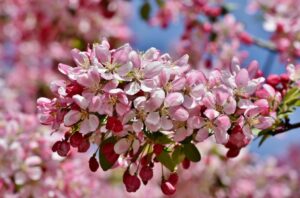 Zierapfelbaum mit rosa Blüten