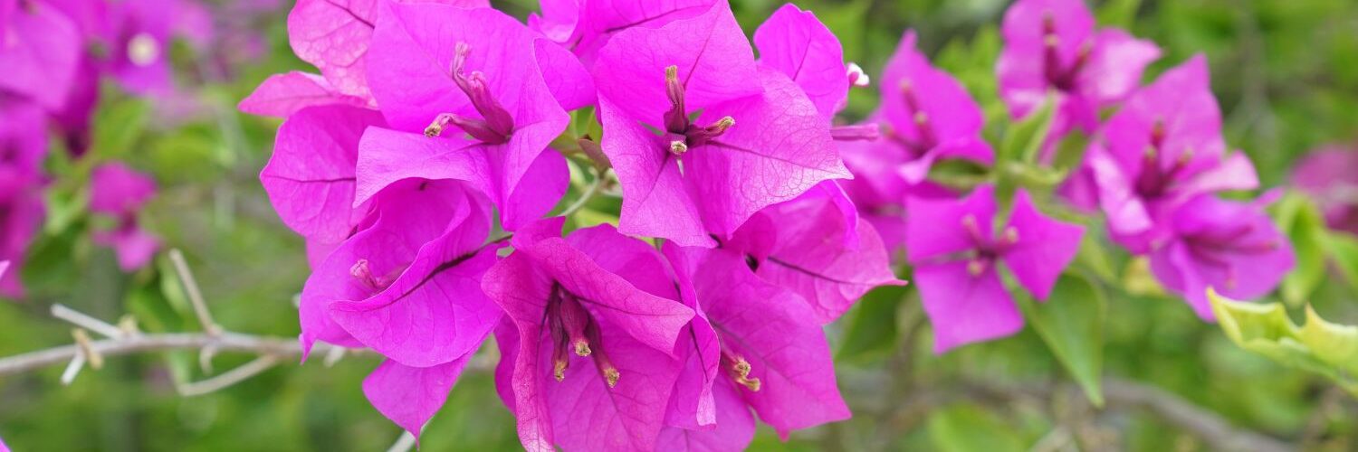 Bougainvillea im Kübel überwintern