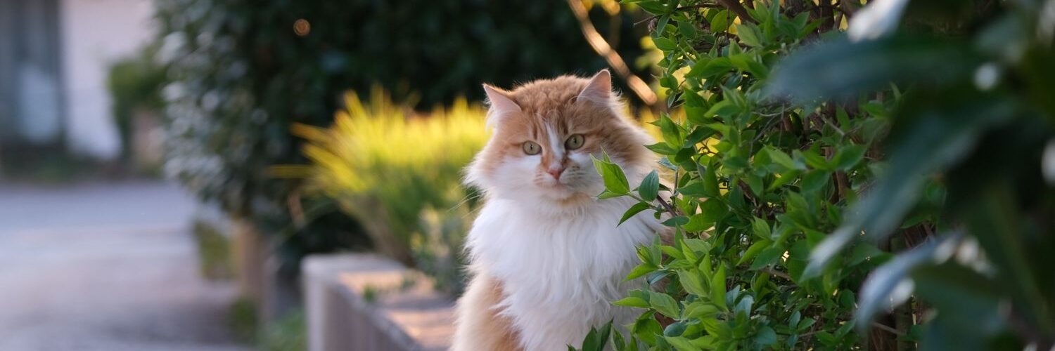 Giftige Pflanzen für Hunde und Katzen im Garten erkennen