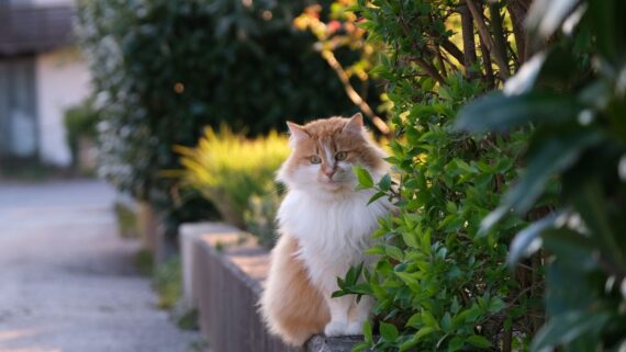 Giftige Pflanzen für Hunde und Katzen im Garten erkennen